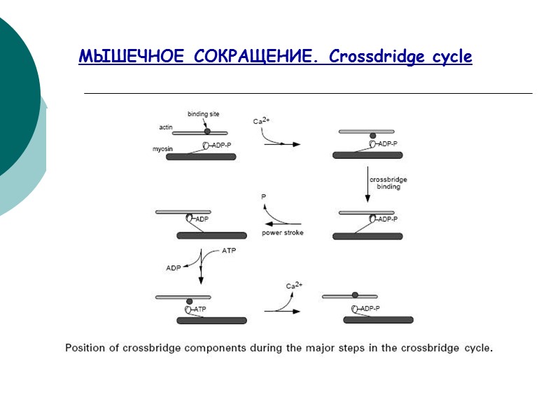 МЫШЕЧНОЕ СОКРАЩЕНИЕ. Crossdridge cycle